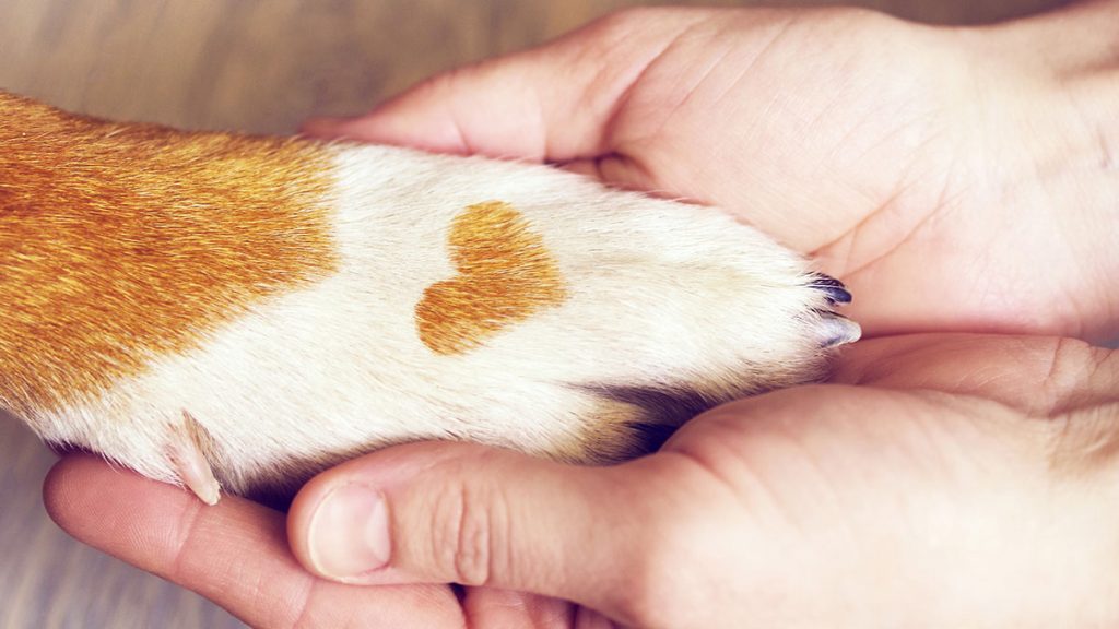 CBD Oil für Tiere