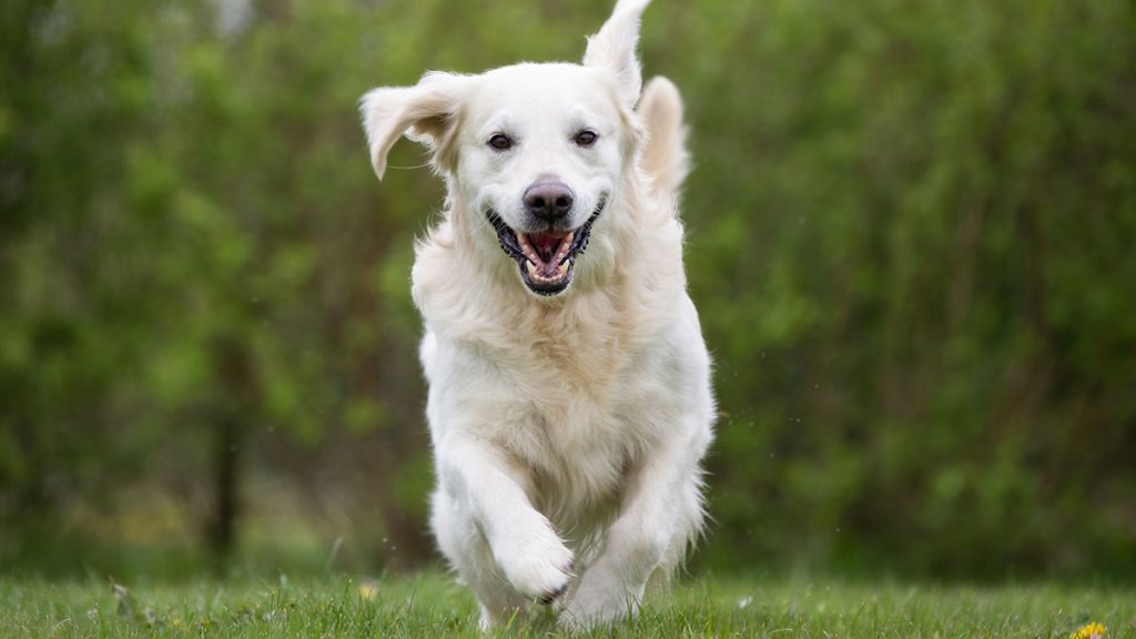 Arthrose bei Hunden behandeln