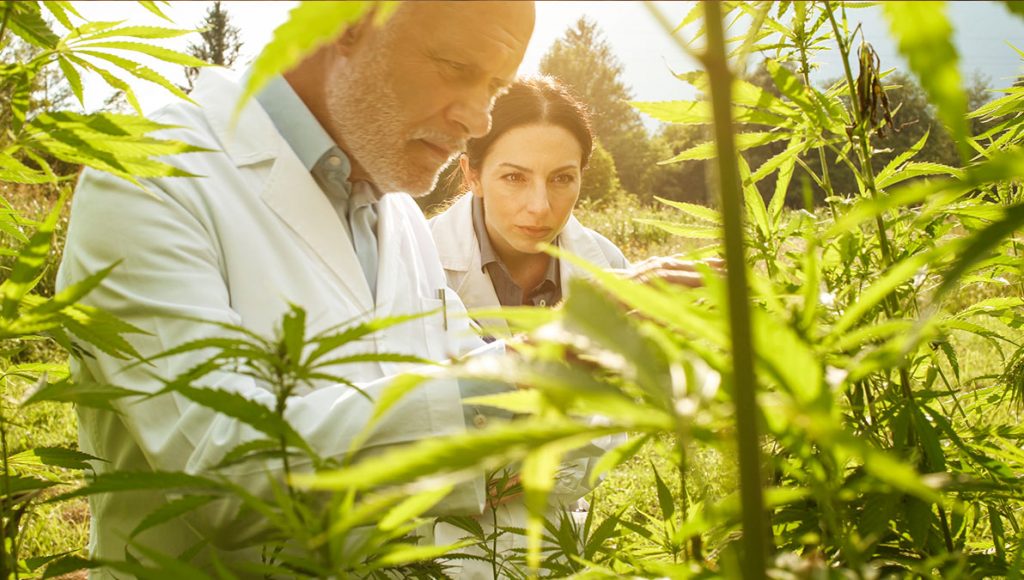 Reinheit und Qualität von CBD