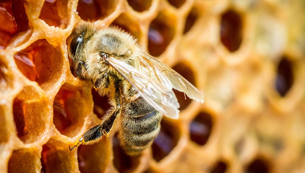 Bedrop Bee Cream Bienengiftsalbe