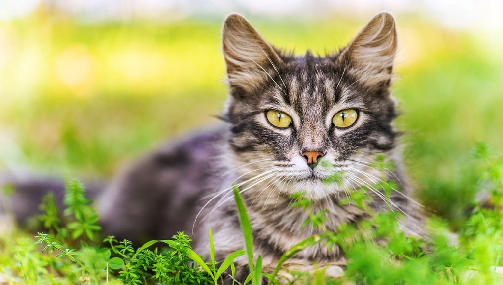 CBD Oil für Katzen