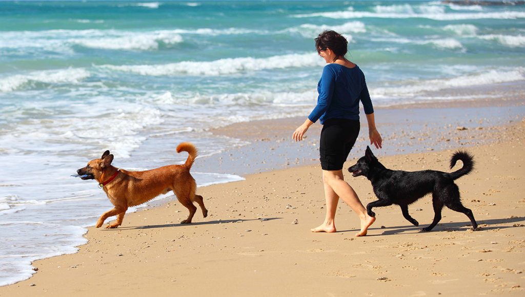 Urlaub mit Hund an der Ostsee