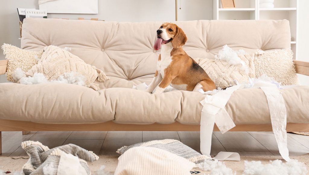 CBD für Hunde bei Trennungsangst