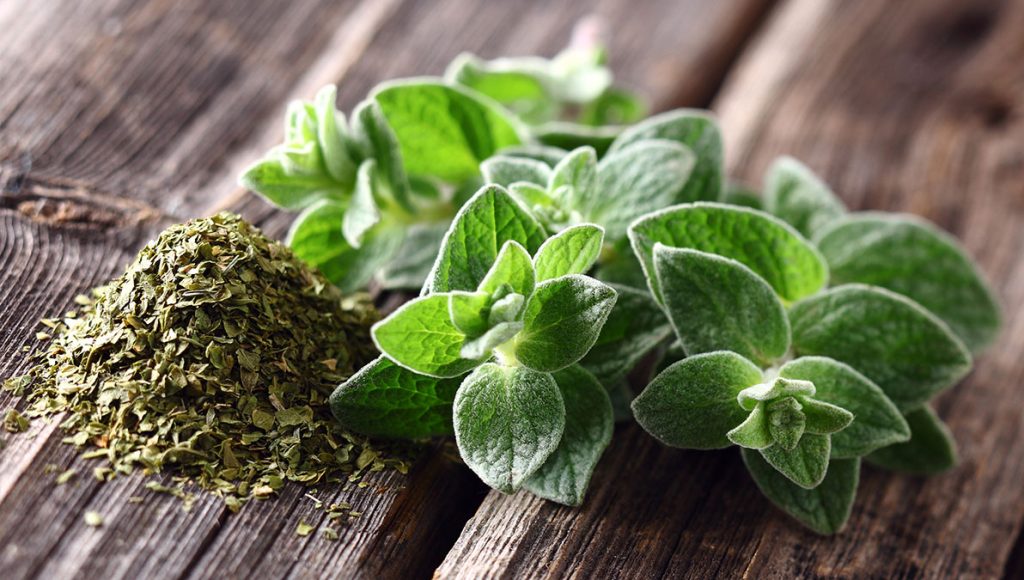 Kraftvolle Pflanze Oregano