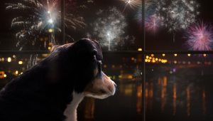 CBD Öl für Hunde bei Angst